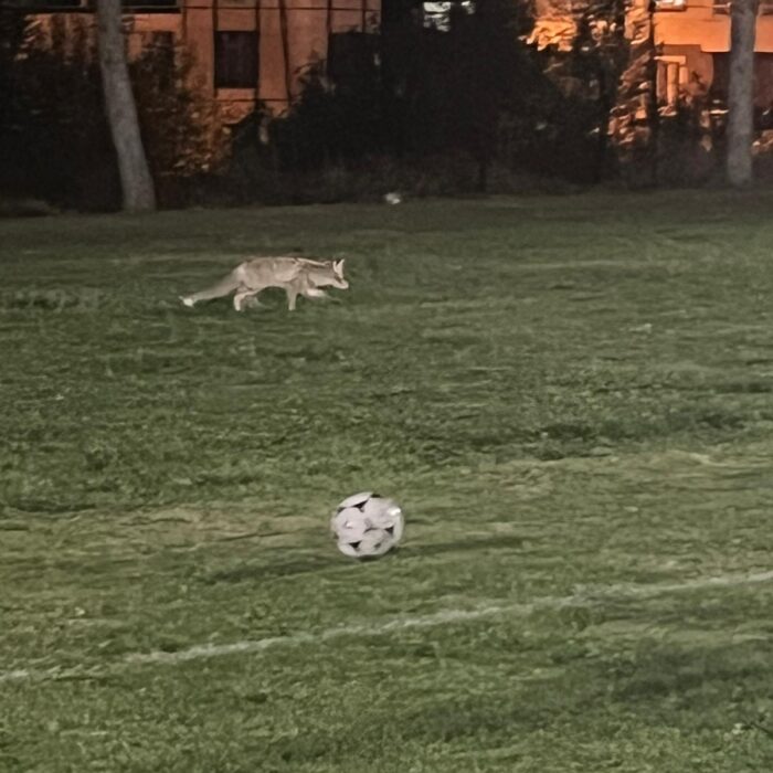 Tilki Sürpriziyle Renklenen Antrenman!