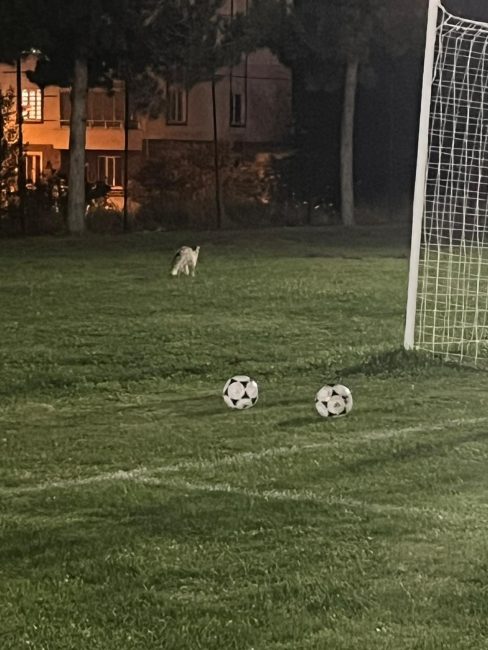 Tilki Sürpriziyle Renklenen Antrenman!