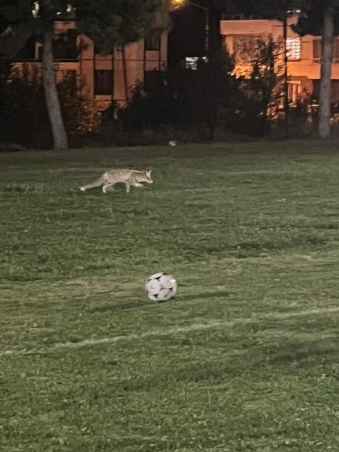 Tilki Sürpriziyle Renklenen Antrenman!